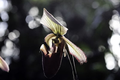 Close-up of flower against blurred background