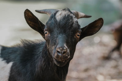 Close-up of goat