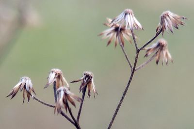 Close-up of wilted plant