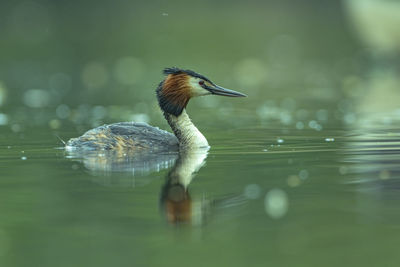 Close-up of duck swimming in lake