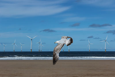 Bird flying over beach against sky