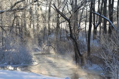 Bare trees in snow during winter