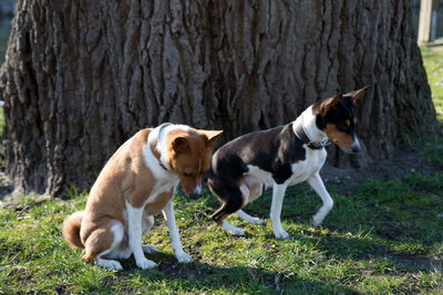 View of two dogs on grassland
