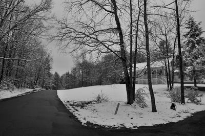 Bare trees on snow covered landscape