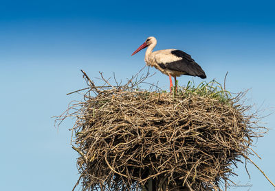 Bird perching on nest against blue sky