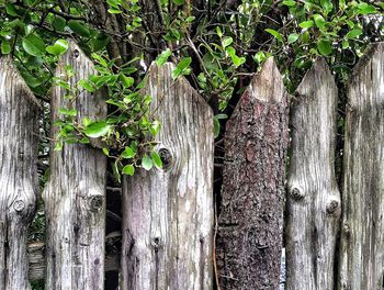 Plants growing on tree trunk