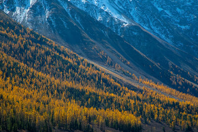 Scenic view of pine trees in forest during autumn