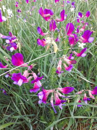 Pink flowers blooming on field