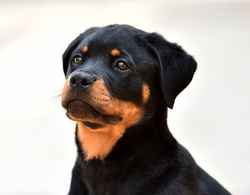 Close-up portrait of a dog