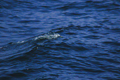 View of whale swimming in sea