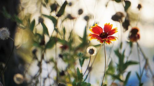 Close-up of orange flowering plant