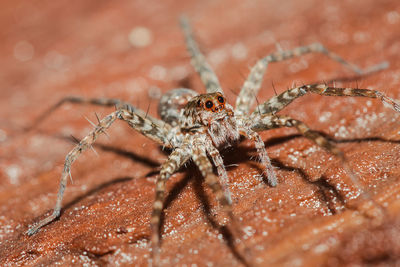 Close-up of spider