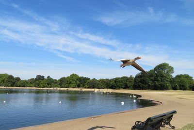Seagull flying over lake against sky