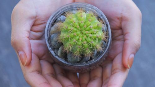 Tiny baby cactus