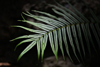 Close-up of drops on fern