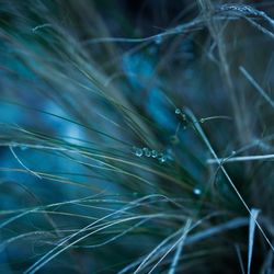 Close-up of dew drops on grass