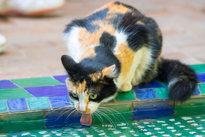 High angle view of cat with kitten