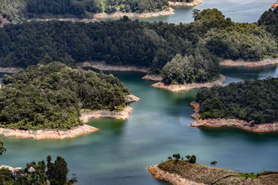 Scenic view of river amidst in forest