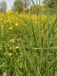 Close-up of yellow flowering plants on field