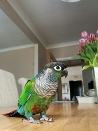 Butterfly on table at home
