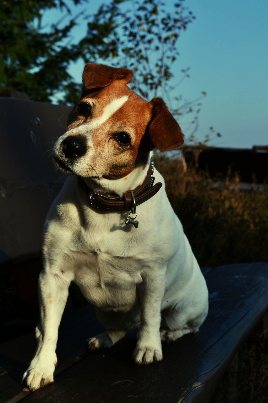 CLOSE-UP OF DOG SITTING ON GROUND