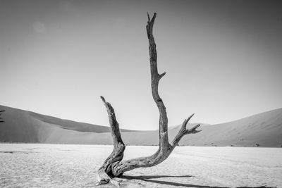 Dead tree on sand at beach against clear sky