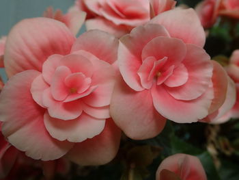 Close-up of pink roses