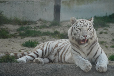 Cat relaxing in a zoo