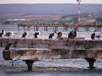 Birds perching by sea against sky