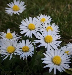 Close-up of white flowers blooming outdoors