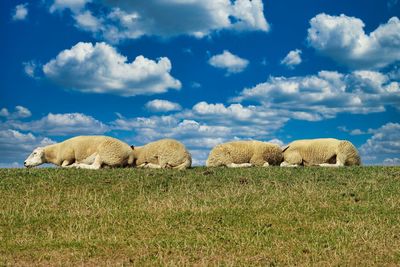 View of sheep on field against sky