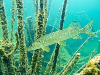 Close-up of fish swimming in sea