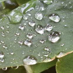 Close-up of water drops on leaves