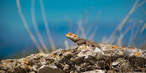 Close-up of lizard on rock by sea