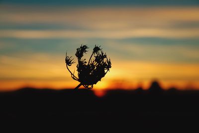 Close-up of silhouette plant against sky during sunset