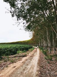 Road amidst trees on field against sky