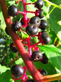 Close-up of fruits on tree