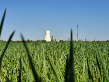 Crops growing on field against clear sky