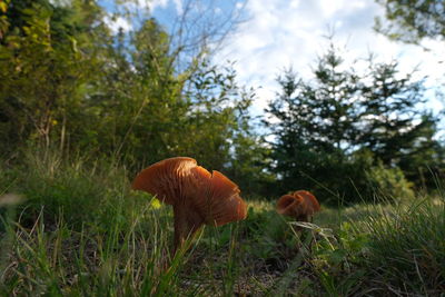 Close-up of mushroom growing on field