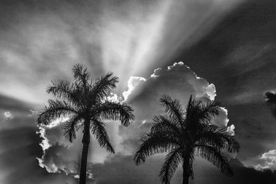 Low angle view of silhouette coconut palm tree against sky