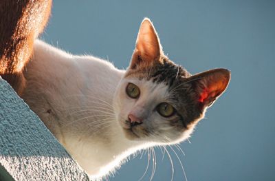 Close-up of a cat looking away