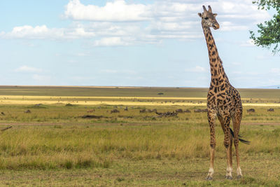 Zebras in a field