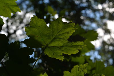 Close-up of maple leaves against sky