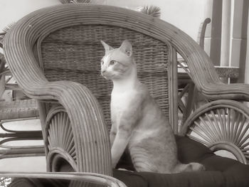 Cat sitting on chair