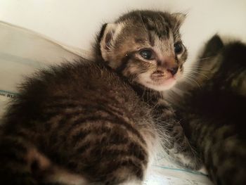 Close-up portrait of kitten at home