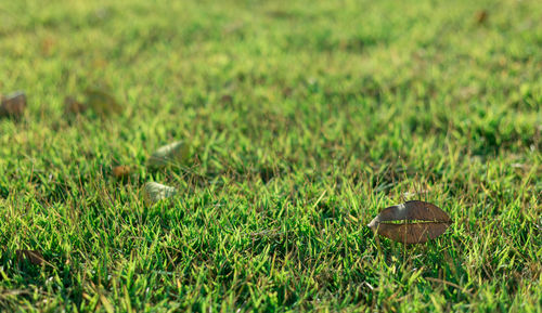 Close-up of mushrooms on grass