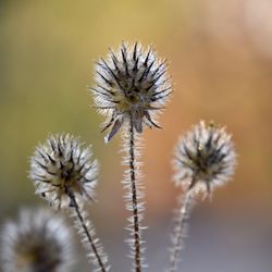 Close-up of wilted dandelion flower