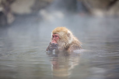 Monkey in a lake