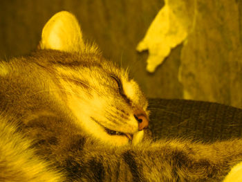 Close-up of yellow cat