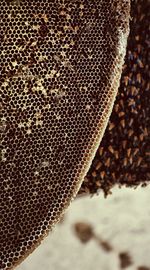 Close-up of bee on leaf